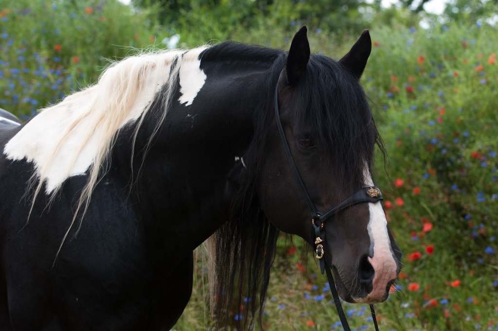 barockpinto startseite